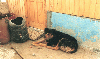 perro2.jpg